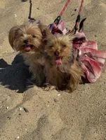 Coco , a female Yorkshire Terrier for sale in San Clemente, CA – 4 of 7