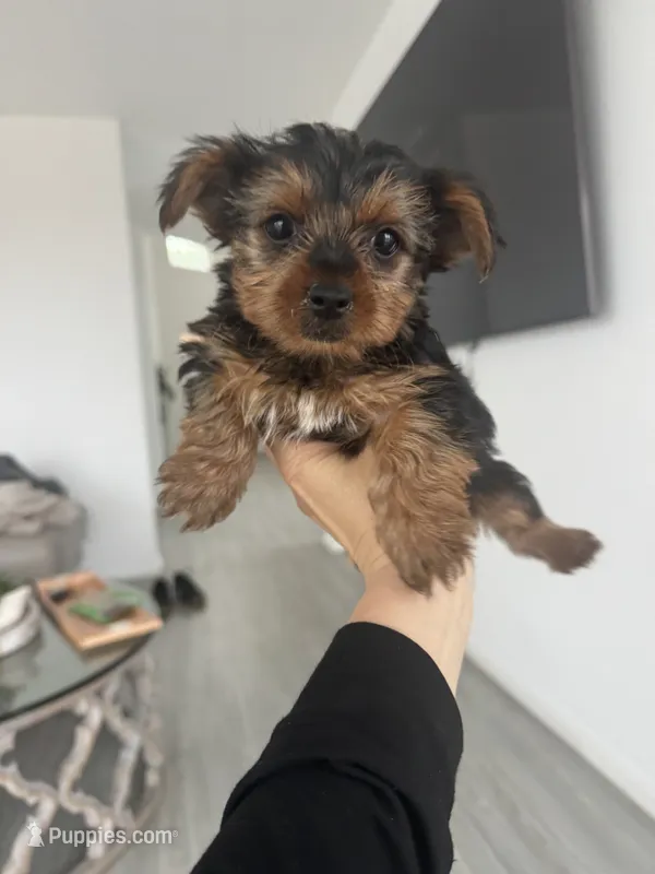 Baby girl – Yorkshire Terrier puppy for sale in San Clemente, CA