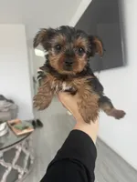 Baby girl, a female Yorkshire Terrier for sale in San Clemente, CA – 1 of 2