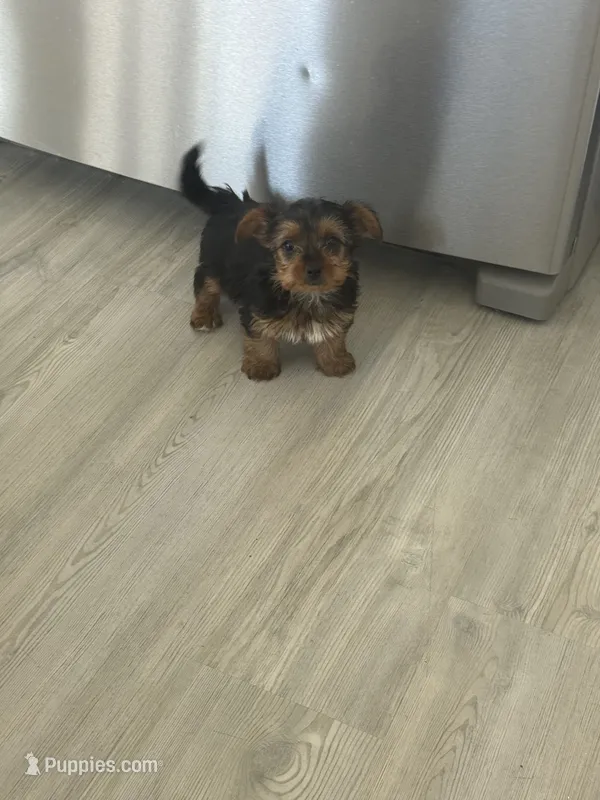 Baby boy – Yorkshire Terrier puppy for sale in San Clemente, CA