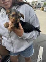 Baby boy, a male Yorkshire Terrier for sale in San Clemente, CA – 2 of 2
