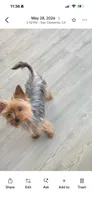 Coco , a female Yorkshire Terrier for sale in San Clemente, CA – 5 of 7