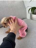 Coco , a female Yorkshire Terrier for sale in San Clemente, CA – 3 of 7