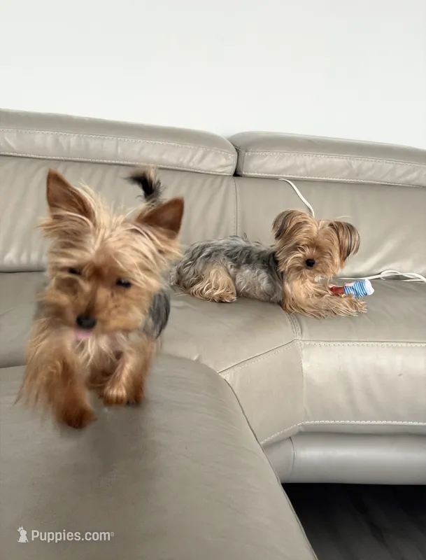 Coco  – Yorkshire Terrier puppy for sale in San Clemente, CA