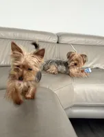 Coco , a female Yorkshire Terrier for sale in San Clemente, CA – 1 of 7