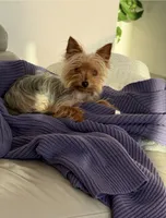 Coco , a female Yorkshire Terrier for sale in San Clemente, CA – 2 of 7