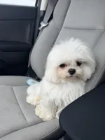 Louie CKC, a male Maltese for sale in San Clemente, CA – Photo 5 of 7