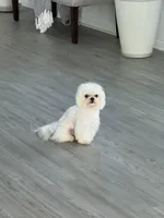 Louie CKC, a male Maltese for sale in San Clemente, CA – Photo 7 of 7