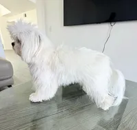 Louie CKC, a male Maltese for sale in San Clemente, CA – Photo 3 of 7