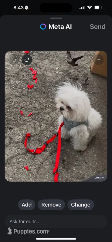 Louie CKC, a male Maltese for sale in San Clemente, CA – Photo 1 of 7