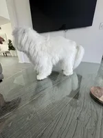 Louie CKC, a male Maltese for sale in San Clemente, CA – Photo 2 of 7