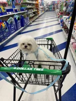 Louie CKC, a male Maltese for sale in San Clemente, CA – Photo 4 of 7
