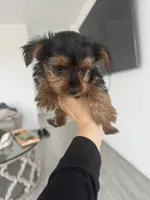 Baby girl, a female Yorkshire Terrier for sale in San Clemente, CA – 2 of 2