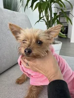 Coco , a female Yorkshire Terrier for sale in San Clemente, CA – 6 of 7