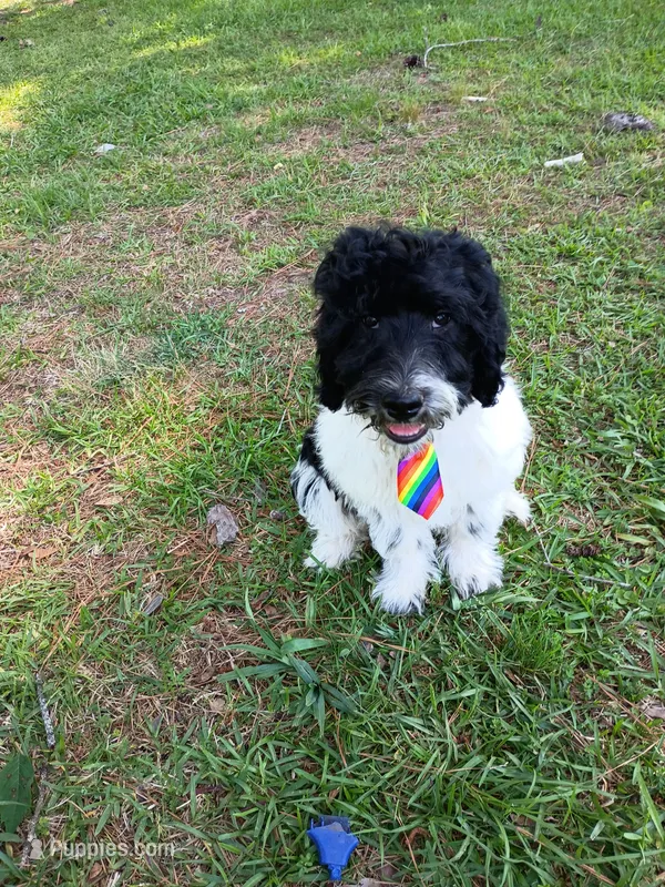 Diesel  – Labradoodle puppy for sale in Springhill, LA