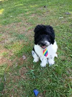 Diesel , a male Labradoodle for sale in Springhill, LA – 1 of 8