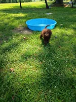 Arno, a male Labradoodle for sale in Springhill, LA – 5 of 6