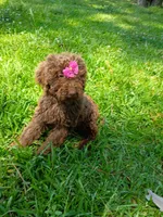 Elle, a female Labradoodle for sale in Springhill, LA – 5 of 7