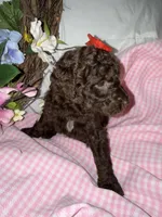Cocoa, a female Labradoodle for sale in Springhill, LA – Photo 5 of 6