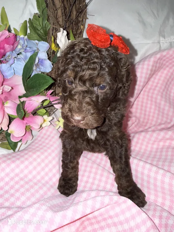 Cocoa, a female Labradoodle for sale in Springhill, LA – Photo 1 of 6
