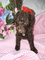 Cocoa, a female Labradoodle for sale in Springhill, LA – Photo 1 of 6