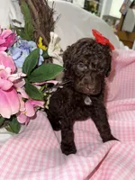 Cocoa, a female Labradoodle for sale in Springhill, LA – Photo 3 of 6