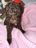 Cocoa, a female Labradoodle for sale in Springhill, LA – Photo 4 of 6