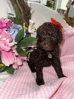 Cocoa, a female Labradoodle for sale in Springhill, LA – Photo 2 of 6