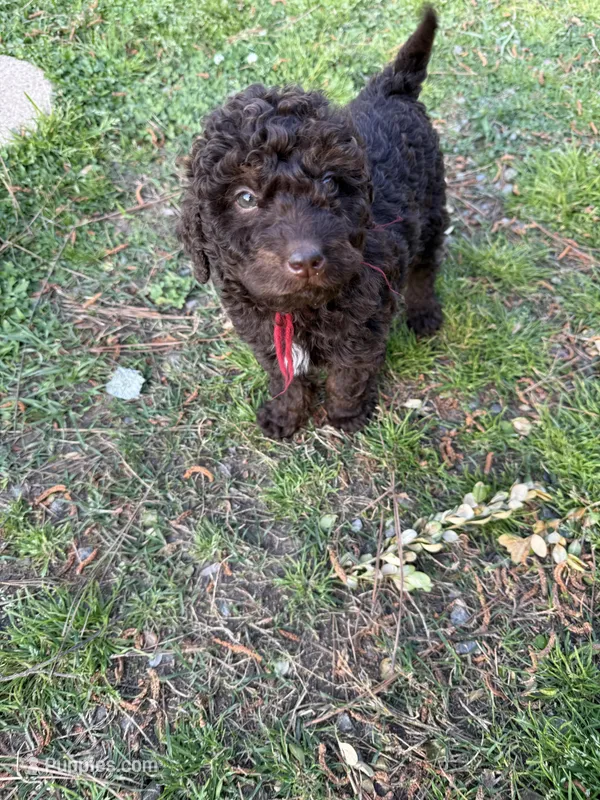 Cocoa – Labradoodle puppy for sale in Springhill, LA