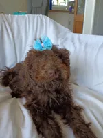 Jolly, a female Labradoodle for sale in Springhill, LA – 3 of 8