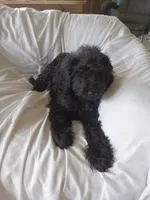 Onyx, a female Labradoodle for sale in Springhill, LA – 8 of 9