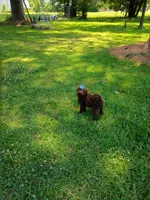 Jolly, a female Labradoodle for sale in Springhill, LA – 7 of 8
