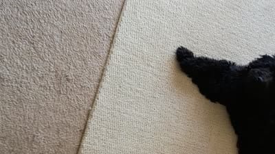 Onyx, a female Labradoodle for sale in Springhill, LA – 7 of 9