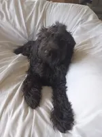 Onyx, a female Labradoodle for sale in Springhill, LA – 6 of 9