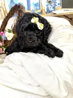 Onyx, a female Labradoodle for sale in Springhill, LA – Photo 9 of 10