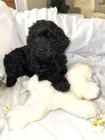 Onyx, a female Labradoodle for sale in Springhill, LA – Photo 7 of 10