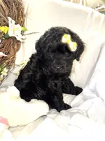 Onyx, a female Labradoodle for sale in Springhill, LA – Photo 6 of 10