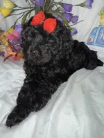 Onyx, a female Labradoodle for sale in Springhill, LA – Photo 2 of 10