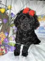 Onyx, a female Labradoodle for sale in Springhill, LA – Photo 5 of 10