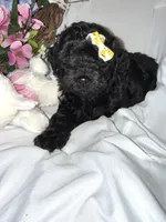 Onyx, a female Labradoodle for sale in Springhill, LA – Photo 8 of 10