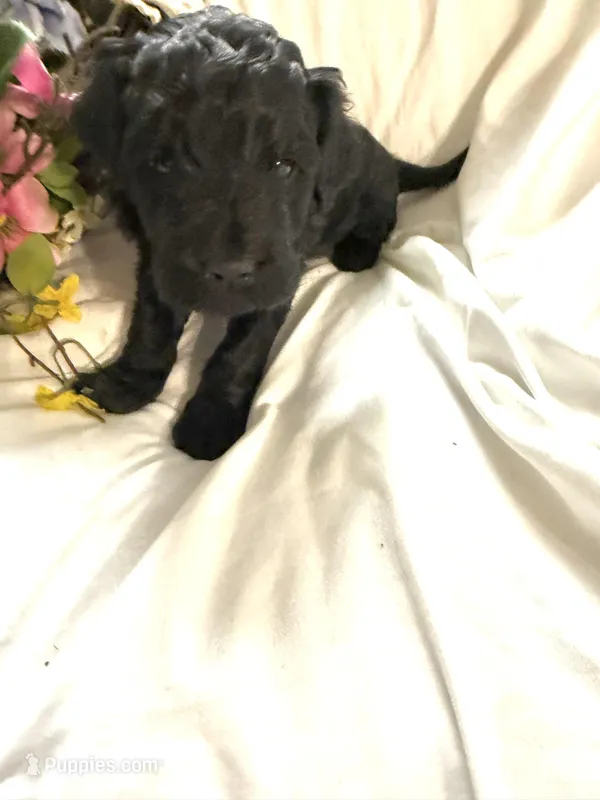 Onyx, a female Labradoodle for sale in Springhill, LA – Photo 1 of 4