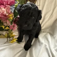 Onyx, a female Labradoodle for sale in Springhill, LA – Photo 3 of 10