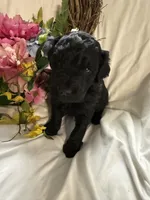 Onyx, a female Labradoodle for sale in Springhill, LA – Photo 3 of 4