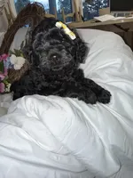 Onyx, a female Labradoodle for sale in Springhill, LA – Photo 10 of 10