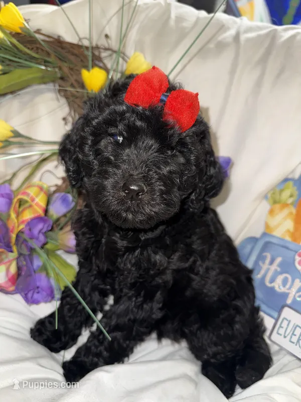 Onyx – Labradoodle puppy for sale in Springhill, LA