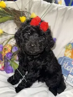 Onyx, a female Labradoodle for sale in Springhill, LA – Photo 1 of 10