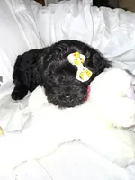 Onyx, a female Labradoodle for sale in Springhill, LA – Photo 4 of 10