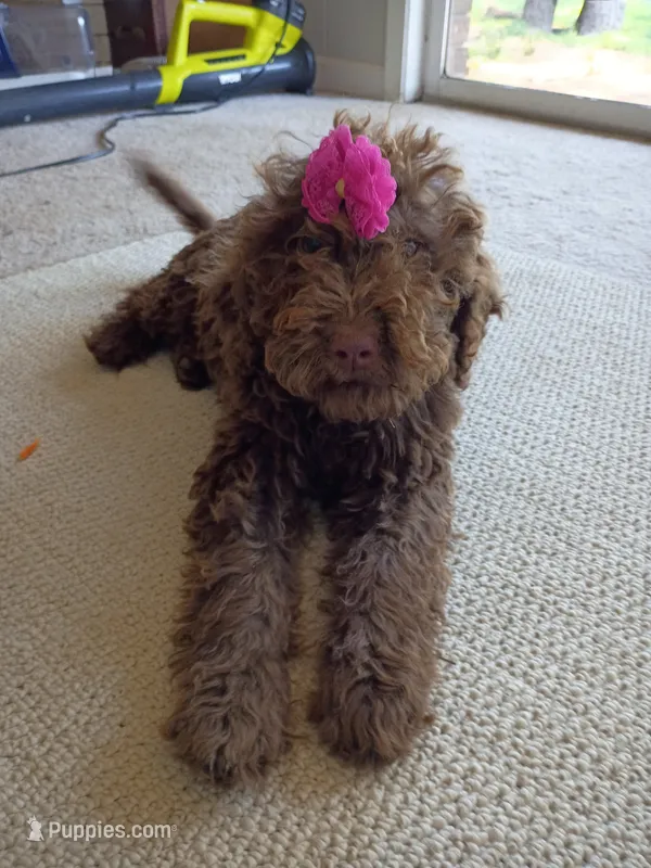 Elle – Labradoodle puppy for sale in Springhill, LA
