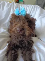 Jolly, a female Labradoodle for sale in Springhill, LA – 6 of 8