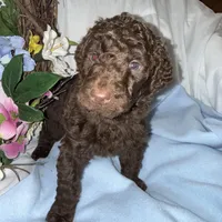 Hershey, a male Labradoodle for sale in Springhill, LA – Photo 5 of 6